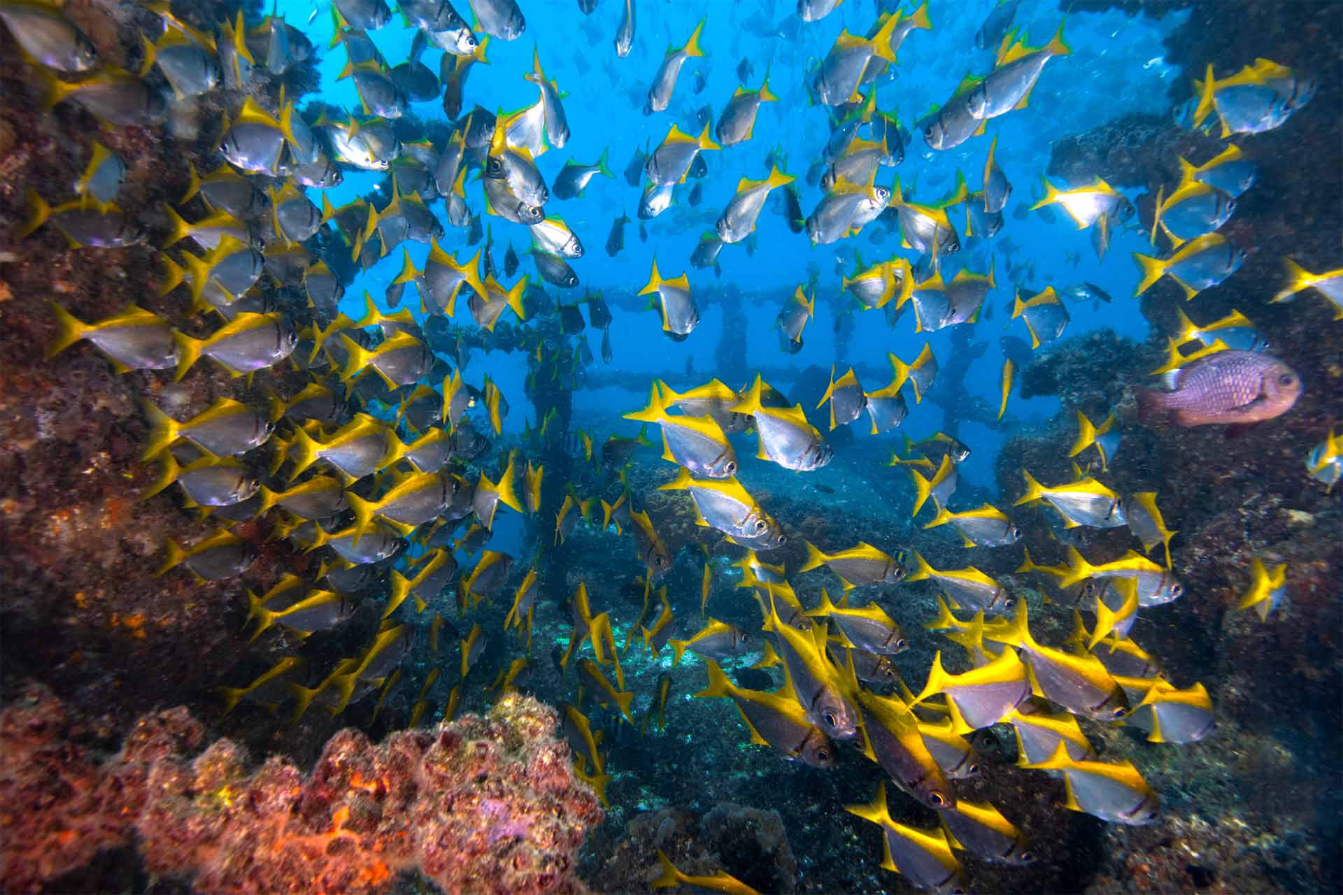 UNDERWATER WORLD and MOOLOOLABAH