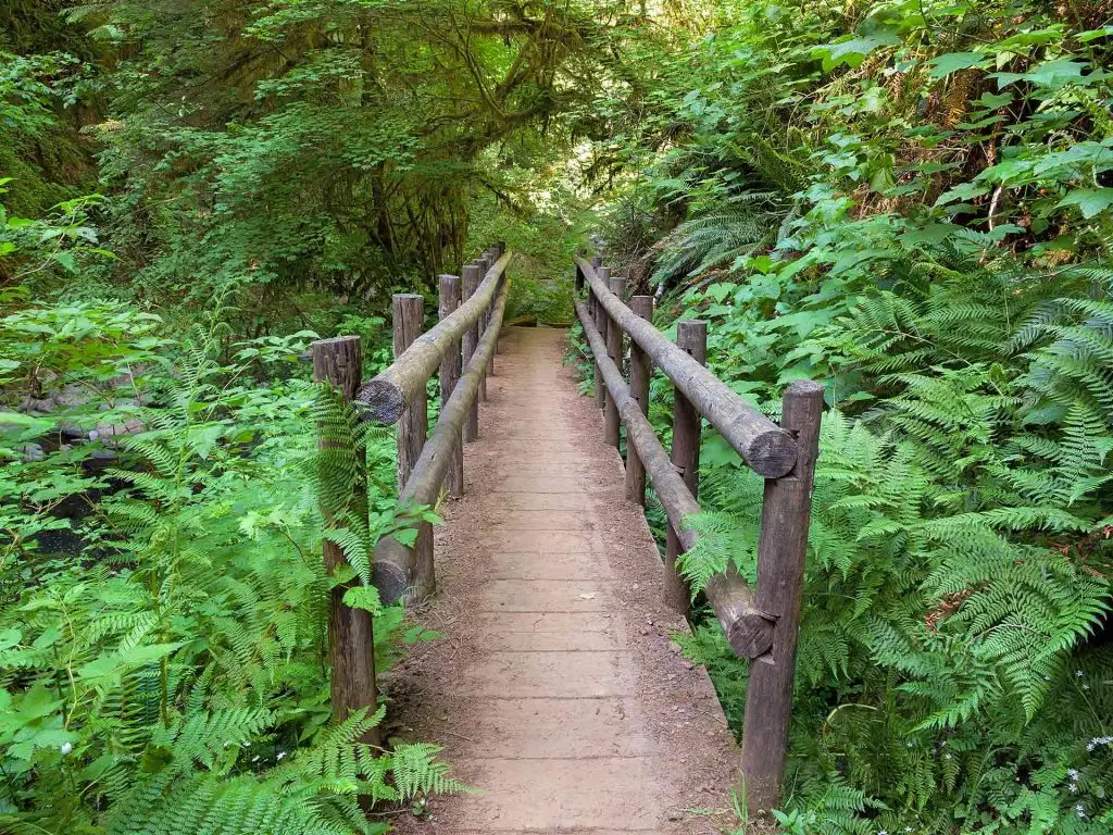 Mapleton Falls National Park